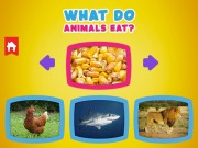 動物吃什麼